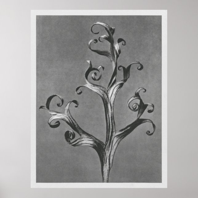 Poster Asclepias Syriaca (Common Milkweed) ampliada 18 ti (Frente)