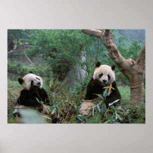 Pôster Ásia, China, Santuário do Panda Gigante de Chengdu