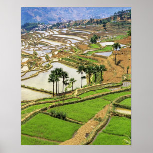 Pôster Ásia, China, Yunnan, Honghe.  Terraços de arroz pe