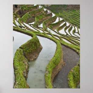 Pôster Ásia, China, Yunnan, Yuanyang. Arroz inundado