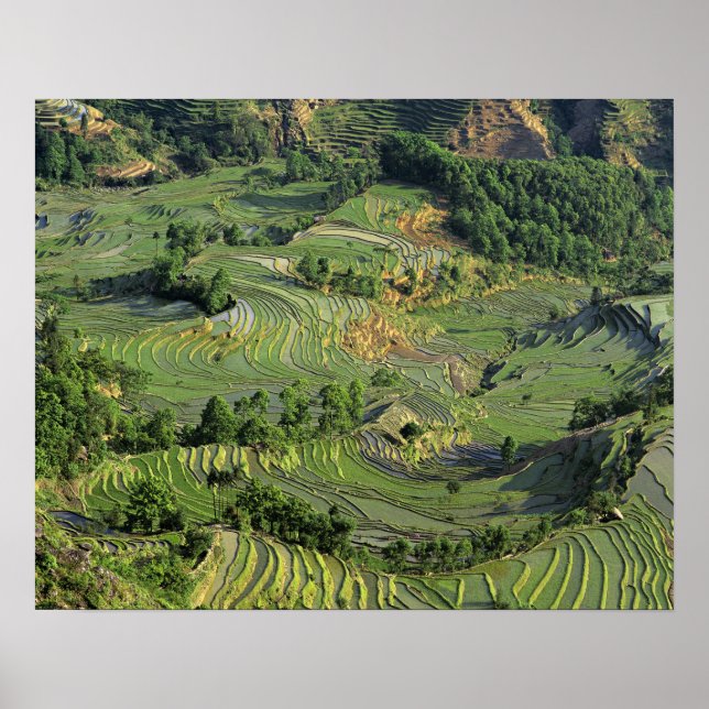 Poster Ásia, China, Yunnan, Yuanyang. Padrão do verde 2 (Frente)