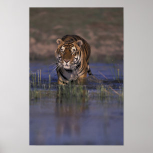 Pôster ÁSIA, Índia Tigre andando pela água
