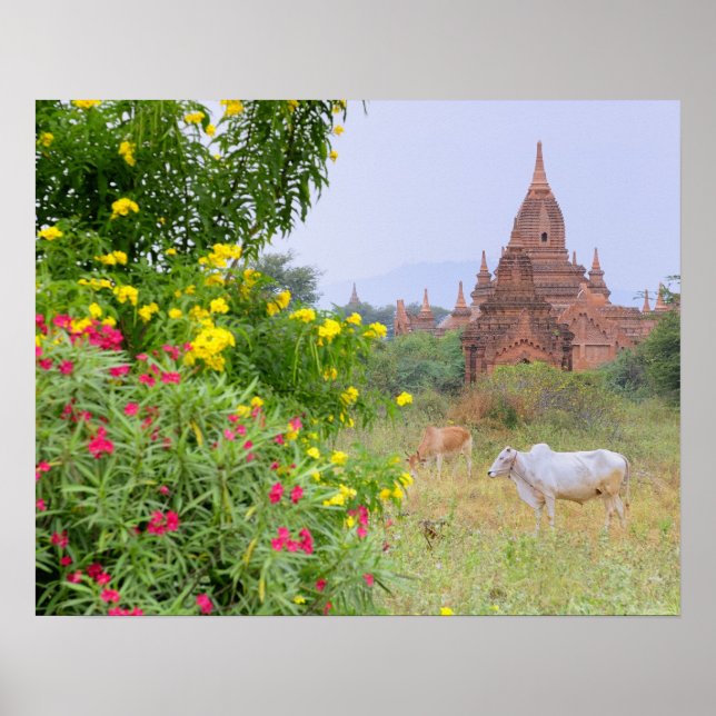 Poster Ásia, Mianmar (Birmânia), Bagan (Pagan). Vacas (Frente)