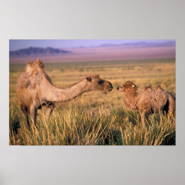 Pôster Ásia, Mongólia, Deserto de Gobi, Gobi Excelente (Frente)