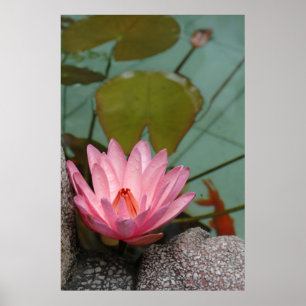 Pôster Asia, Vietnam. Water lily in a temple pond