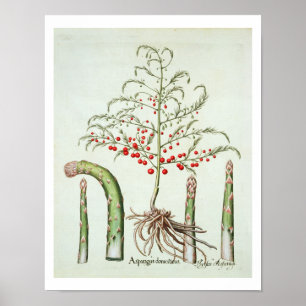Pôster Aspargo comum na flor e na fruta, do 'Ho
