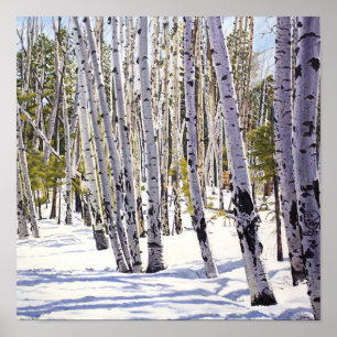 Poster Aspen Árvores na Floresta