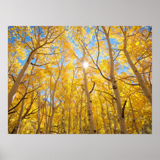 Poster Aspen Árvores | Serra Nevada, CA (Frente)