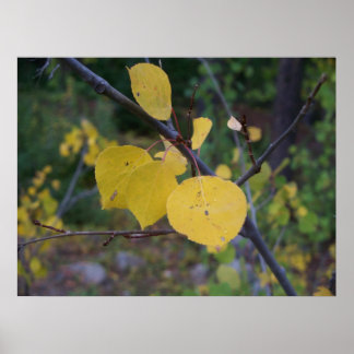 Poster Aspen Folhas