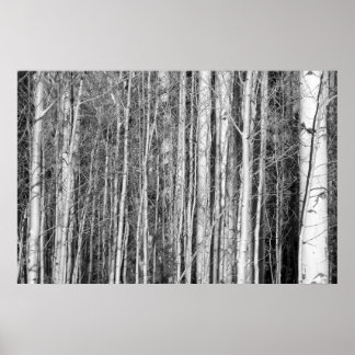Pôster Aspen Forest