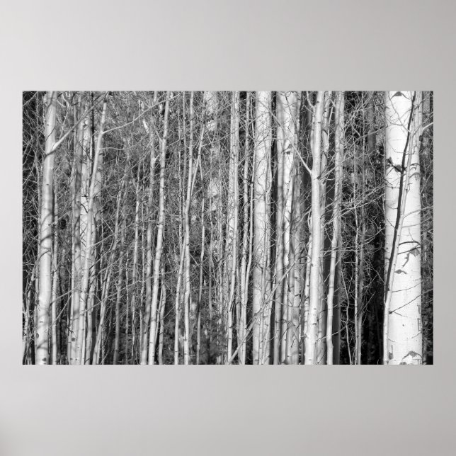 Pôster Aspen Forest (Frente)