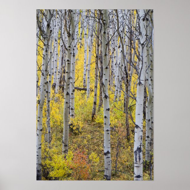 Poster Aspen grove in peak fall color in Glacier (Frente)