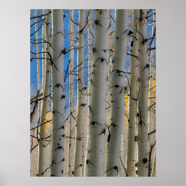 Poster Aspen Groves | Montanhas Colorado Rocky (Frente)