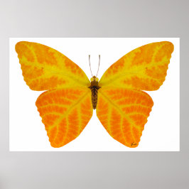 Poster Aspen Leaf Butterfly 3