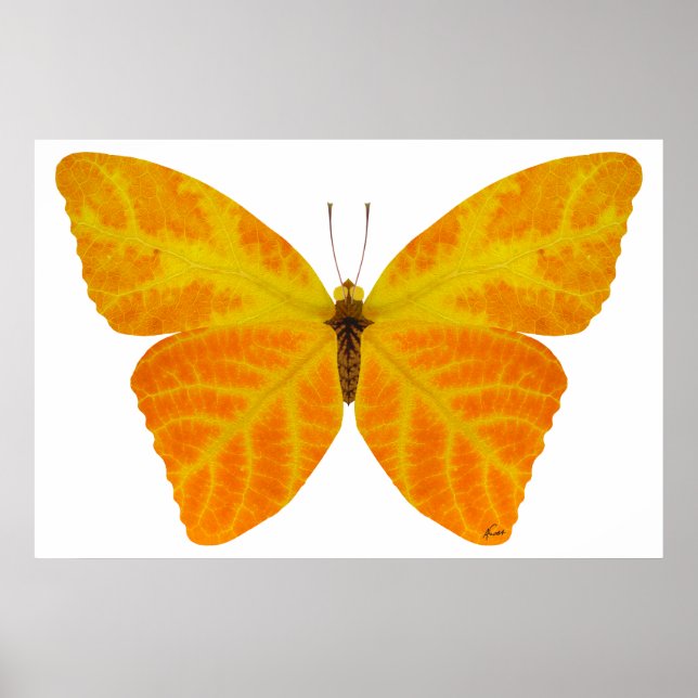 Poster Aspen Leaf Butterfly 3 (Frente)