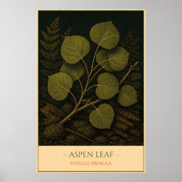 Poster Aspen Leaf – Vintage Botanical Illustration