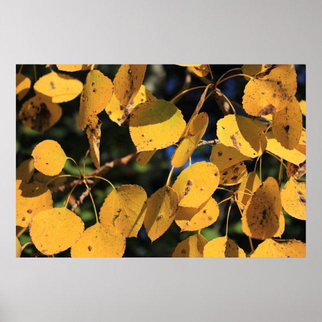 Poster Aspen Poplar Leaves in Autumn (Frente)