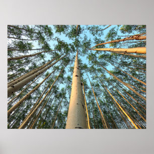Poster Aspen Trunks And Leaves, Yukon