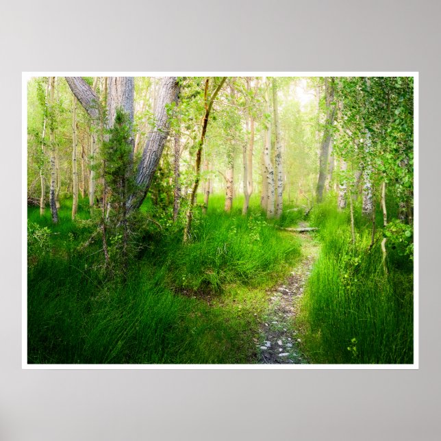 Poster Aspens and Lush Grasses at Convict Lake Photo (Frente)
