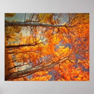 Poster Aspens Glory