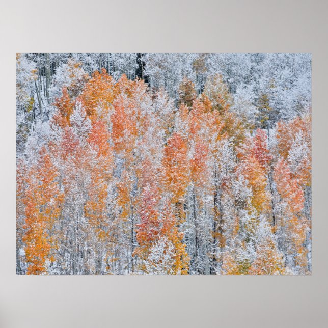 Poster Aspens & Neve | Montanhas Rochosas, Colorado (Frente)