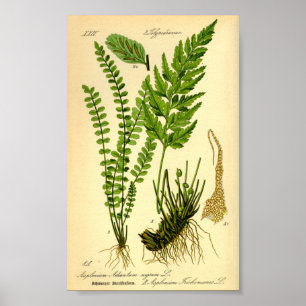 Poster Asplênio (Asplenium trichomanes)
