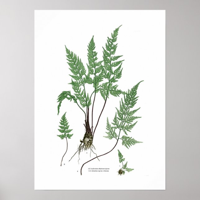 Poster Asplenium adiant um nigrum (Frente)