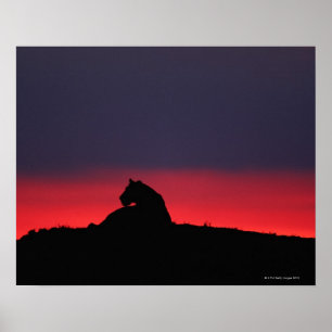 Pôster Assento da leoa (Panthera leo), no por do sol,