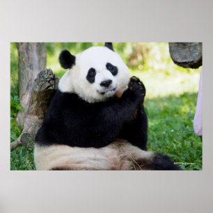 Poster Assento da panda gigante