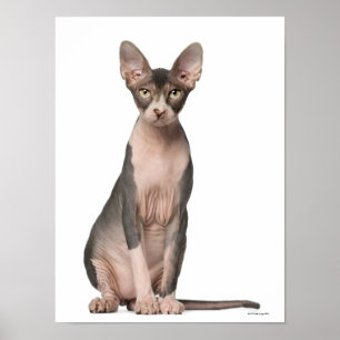 Poster Assento de Sphynx (7 meses velho)