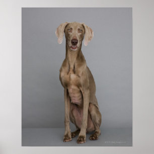 Pôster Assento de Weimaraner, tiro do estúdio