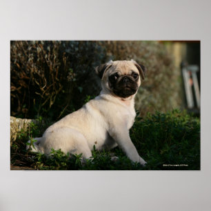 Poster Assento do filhote de cachorro do Pug da jovem
