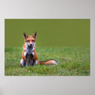 Pôster Assento do Fox vermelho