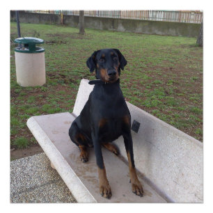 Pôster assento do pincher do doberman