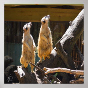 Poster Assinado por Taronga Western Plains Zoo Dubbo - Me