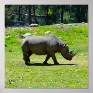 Poster Assinado por Taronga Western Plains Zoo Dubbo - Rh