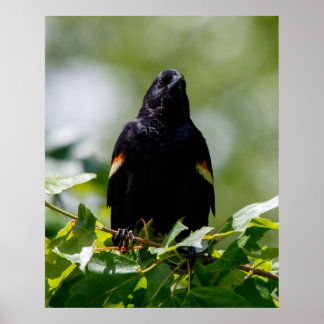 Poster Assistindo