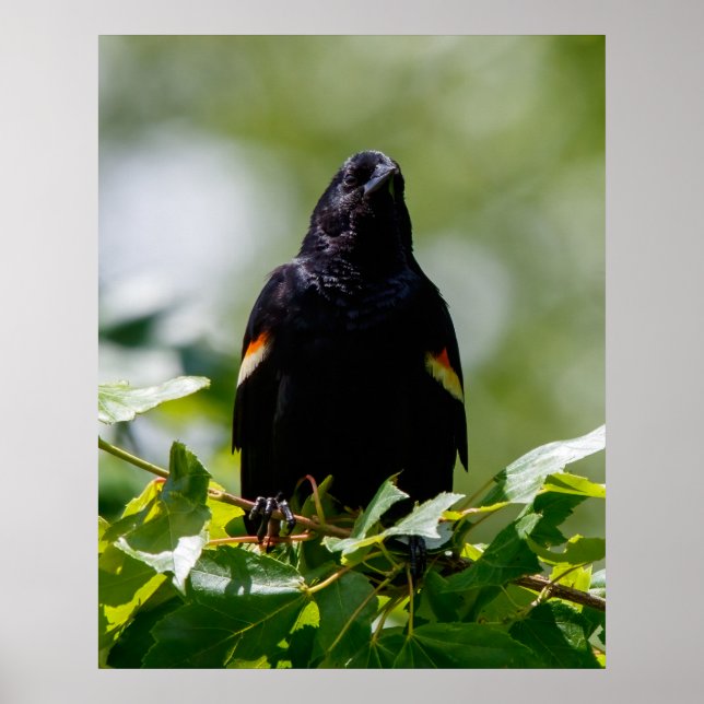 Poster Assistindo (Frente)
