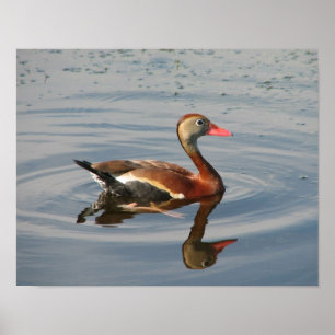 Poster Assobiar-Pato Preto-inchado