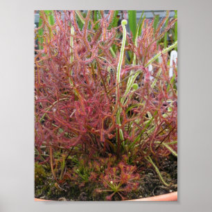 Poster Assorted da foto de Sundew (Drosera)