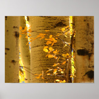 Pôster Assume o Fechamento