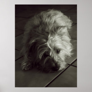 Poster assustador do Cairn terrier