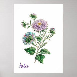 Poster Áster Botânico em Aquarela Azul e Roxo