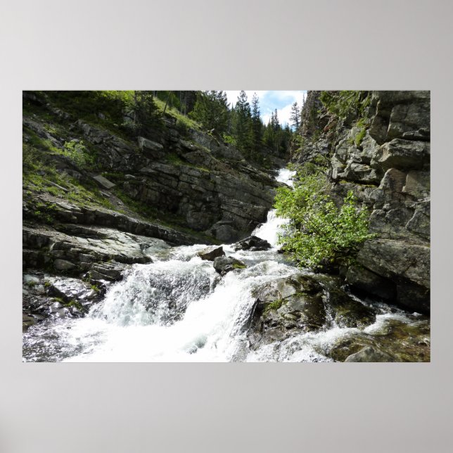 Poster Aster Creek no Parque Nacional Glacier (Frente)
