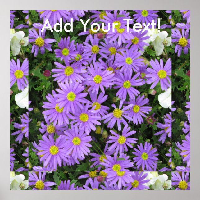 Pôster Aster Purple Yellow Green (Frente)