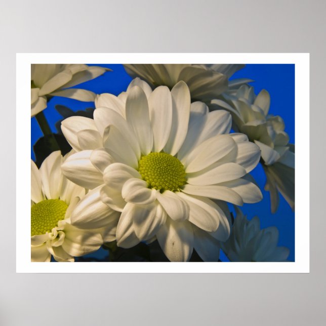 Poster Asters (Frente)