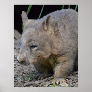Pôster Astralian Wombat