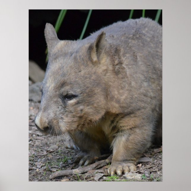 Pôster Astralian Wombat (Frente)