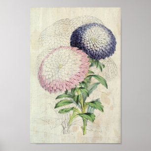 Poster Astras Flores Vintage Dwarf Chrysanthemum