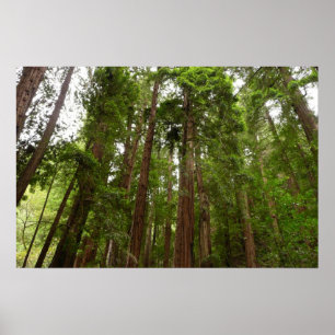 Poster Até Redwoods I no Monumento Nacional Muir Woods